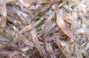 小白虾