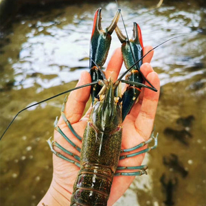 澳洲龙虾