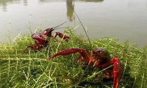 小龙虾